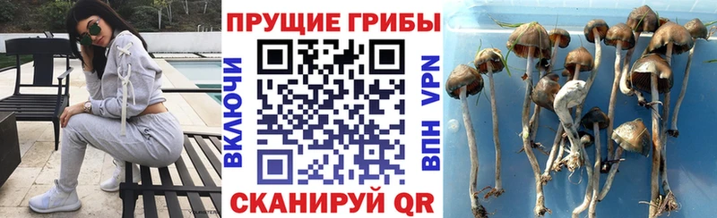 Галлюциногенные грибы Cubensis  купить наркотик  Володарск 